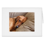 Rhodesian Ridgeback Labrador Dog Mix cards