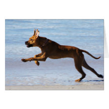 Rhodesian Ridgeback - Leap Card