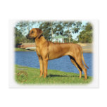 Rhodesian Ridgeback postcards