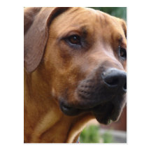 Rhodesian Ridgeback Postcard