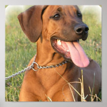 Rhodesian Ridgeback Print