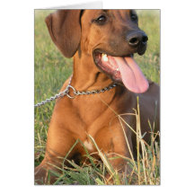 Rhodesian Ridgeback Rescue Greeting Card
