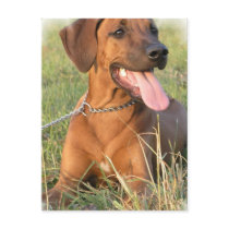 Rhodesian Ridgeback Rescue Postcard