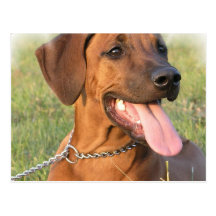 Rhodesian Ridgeback Rescue Postcard
