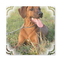 Rhodesian Ridgeback Rescue Square Magnet