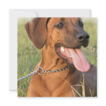 Rhodesian Ridgebak Invitation