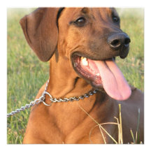 Rhodesian Ridgebak Invitation