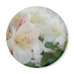 RHODIES AZALEA FLOWERS Azaleas Cards Gifts Mugs Refrigerator Magnets