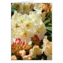 Rhodies Yellow 3 Cream Orange Rhododendrum Flowers