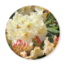 Rhodies Yellow 3 Cream Orange Rhododendrum Flowers