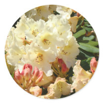 Rhodies Yellow 3 Cream Orange Rhododendrum Flowers