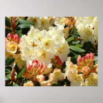 RHODIES Yellow Cream Orange 3 Azalea Flowers ART