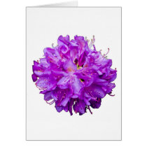 Rhododendron