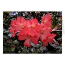Rhododendron Card