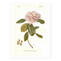 Rhododendron carolinianum post cards