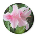 Rhododendron Flowers magnets
