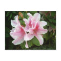 Rhododendron Flowers postcards