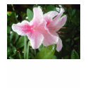 Rhododendron Flowers t-shirts