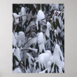 Rhododendron in snow posters