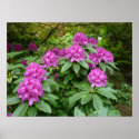 Rhododendron Ponticum posters