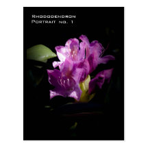 Rhododendron Portrait no. 1 Postcard