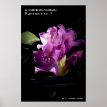 Rhododendron Portrait no. 1 Print