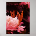Rhododendron poster posters