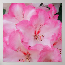 Rhododendron Print