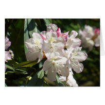 Rhododendrons 172 greeting cards