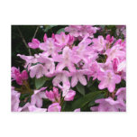 Rhododendrons II postcards