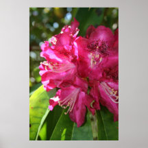 Rhododendrons Print