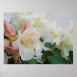 RHODODENDRUMS Azalea Flowers Art Prints Posters