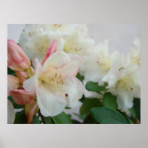 RHODODENDRUMS Azalea Flowers Art Prints Posters
