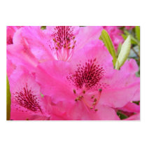Rhody ~ ATC