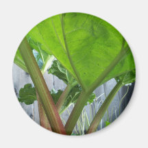Rhubarb fridge magnets