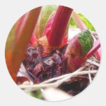 Rhubarb Sprouting In The Spring Garden Stickers