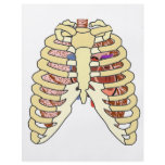Rib Cage Lungs & Heart flyers