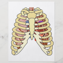 Rib Cage Lungs & Heart Flyer Design