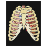 Rib Cage Lungs & Heart on Black flyers