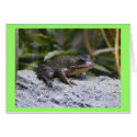 ribbit cards