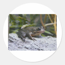 ribbit round stickers