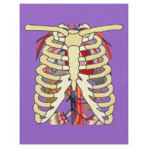 Ribs Veins Enlarged Heart Flyer