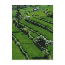 Rice paddy fields, Bali, Indonesia Post Cards
