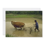 Rice Plough invitations