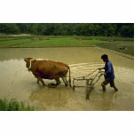 Rice Plough photo sculptures
