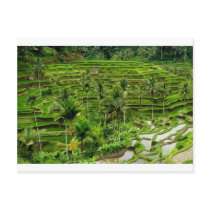 Rice terrace in Bali Postcards