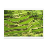 Rice terrace in Bali Post Card
