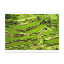 Rice terrace in Bali Post Card