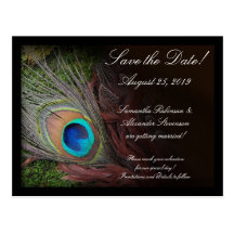 Rich Peacock Feather with Green Moss Postcard