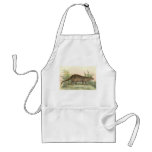 Richard Lydekker - Broad-Banded Cusimanse aprons